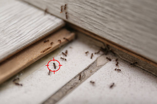 Best Exterminator Services  in Altoona, WI