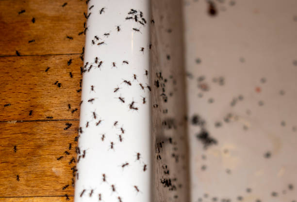 Best Emergency Pest Control  in Altoona, WI