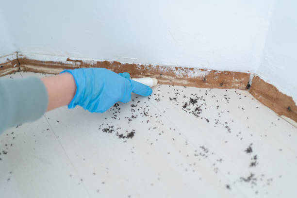 Bird Control in Altoona, WI
